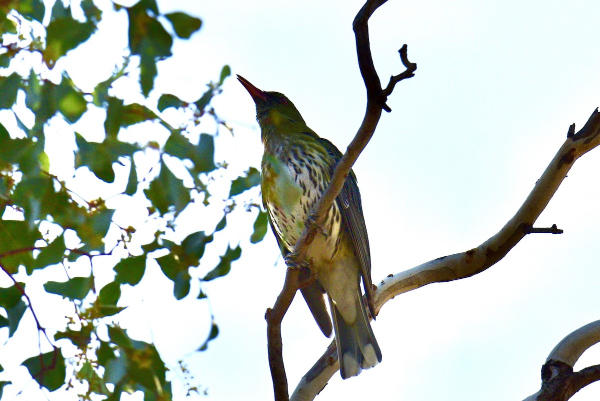 Olive-backed Oriole - ML638630103