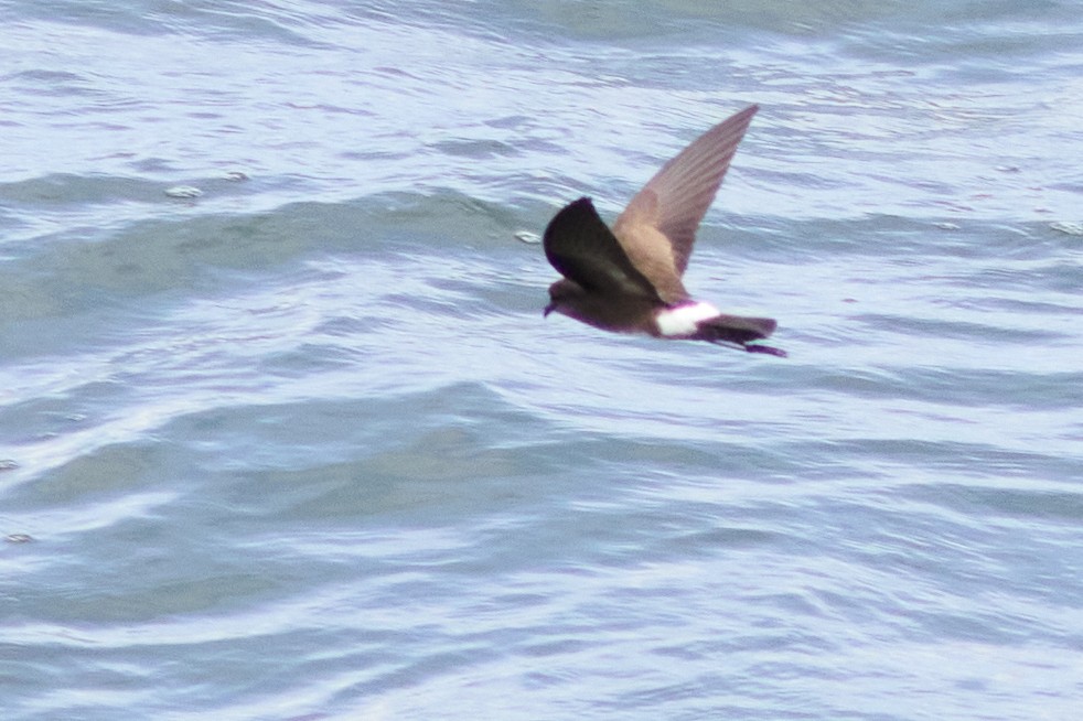 Elliot's Storm-Petrel - ML638630118