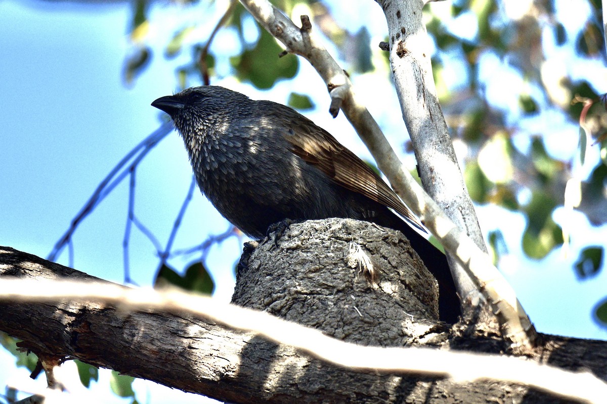 Apostlebird - ML638630122