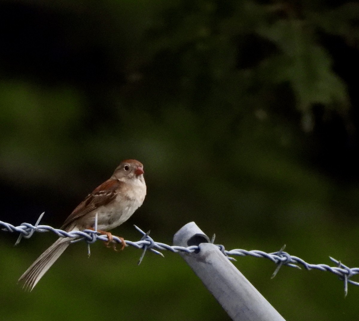 Field Sparrow - ML638630134