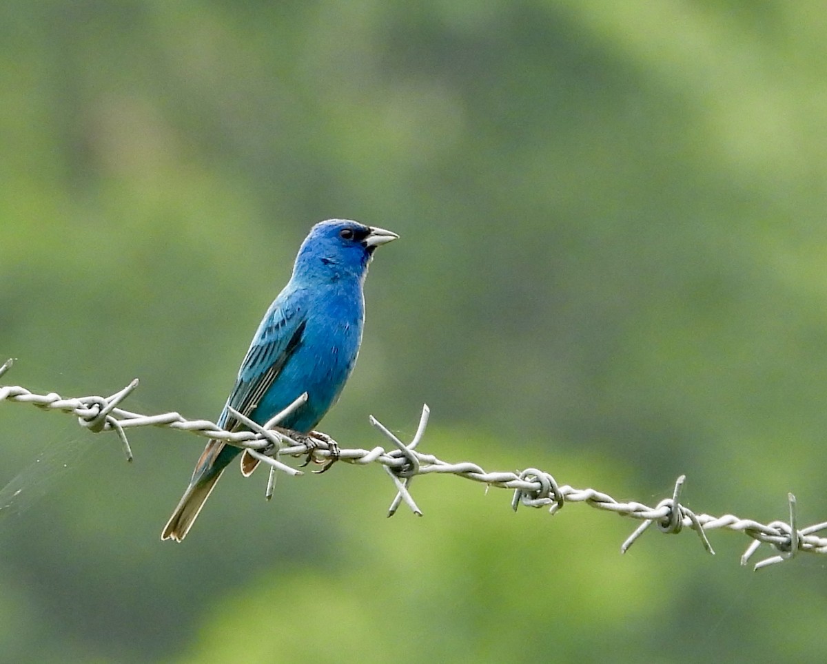 Indigo Bunting - ML638630150