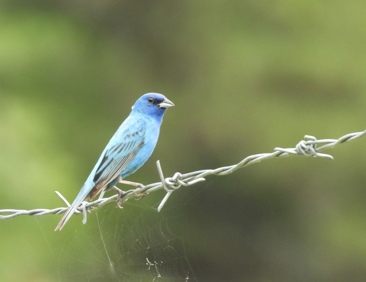 Indigo Bunting - ML638630151