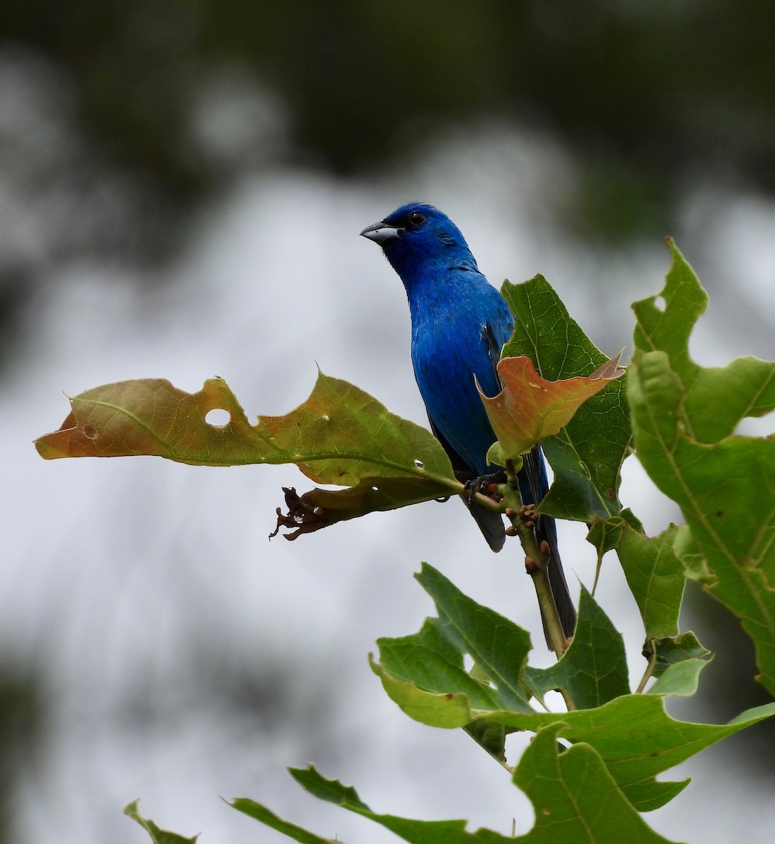 Indigo Bunting - ML638630152