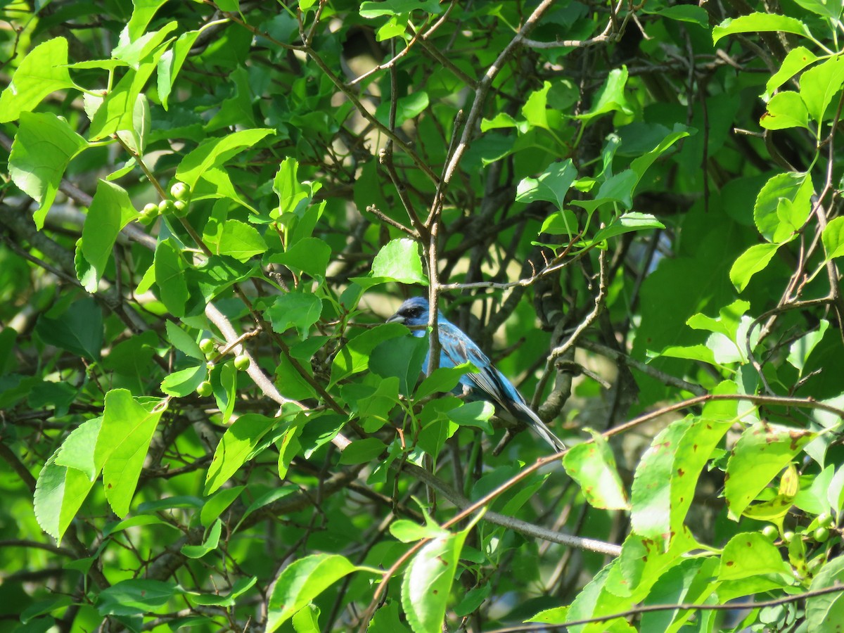 Indigo Bunting - ML638630196