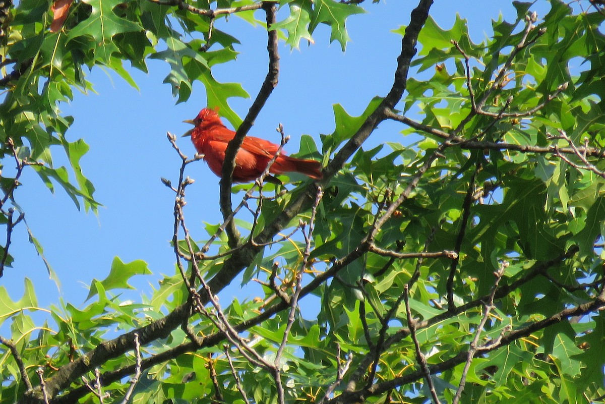 Summer Tanager - ML638630210