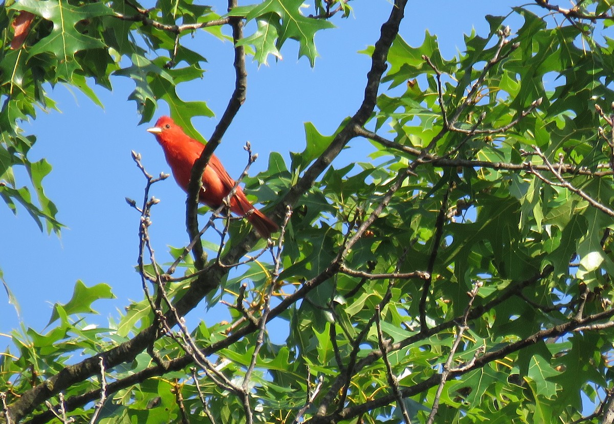 Summer Tanager - ML638630211