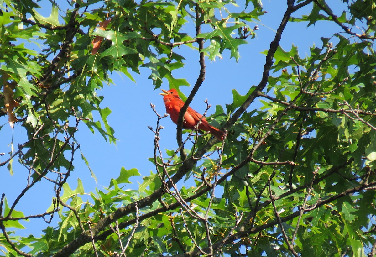 Summer Tanager - ML638630212