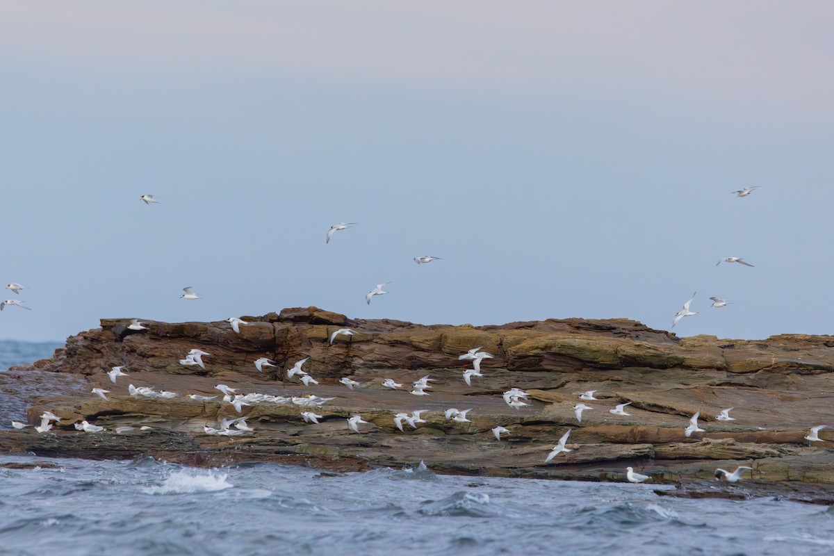 White-fronted Tern - ML638630380