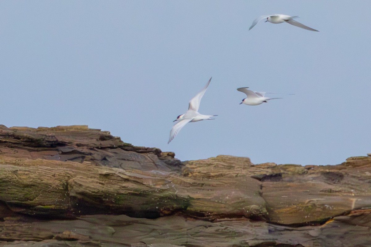 White-fronted Tern - ML638630382