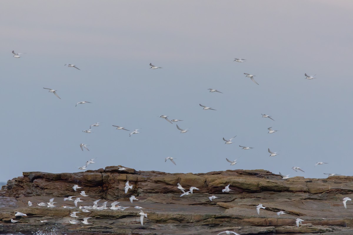 White-fronted Tern - ML638630383