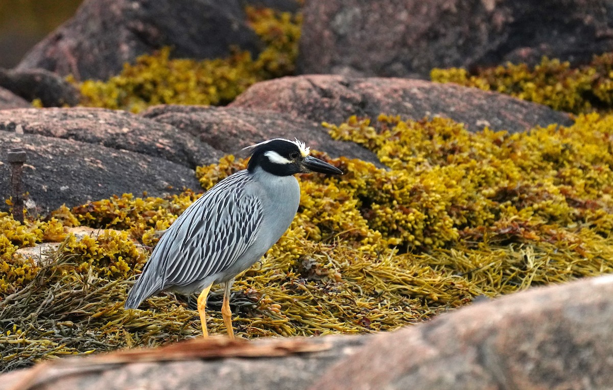 Yellow-crowned Night Heron - ML638630399