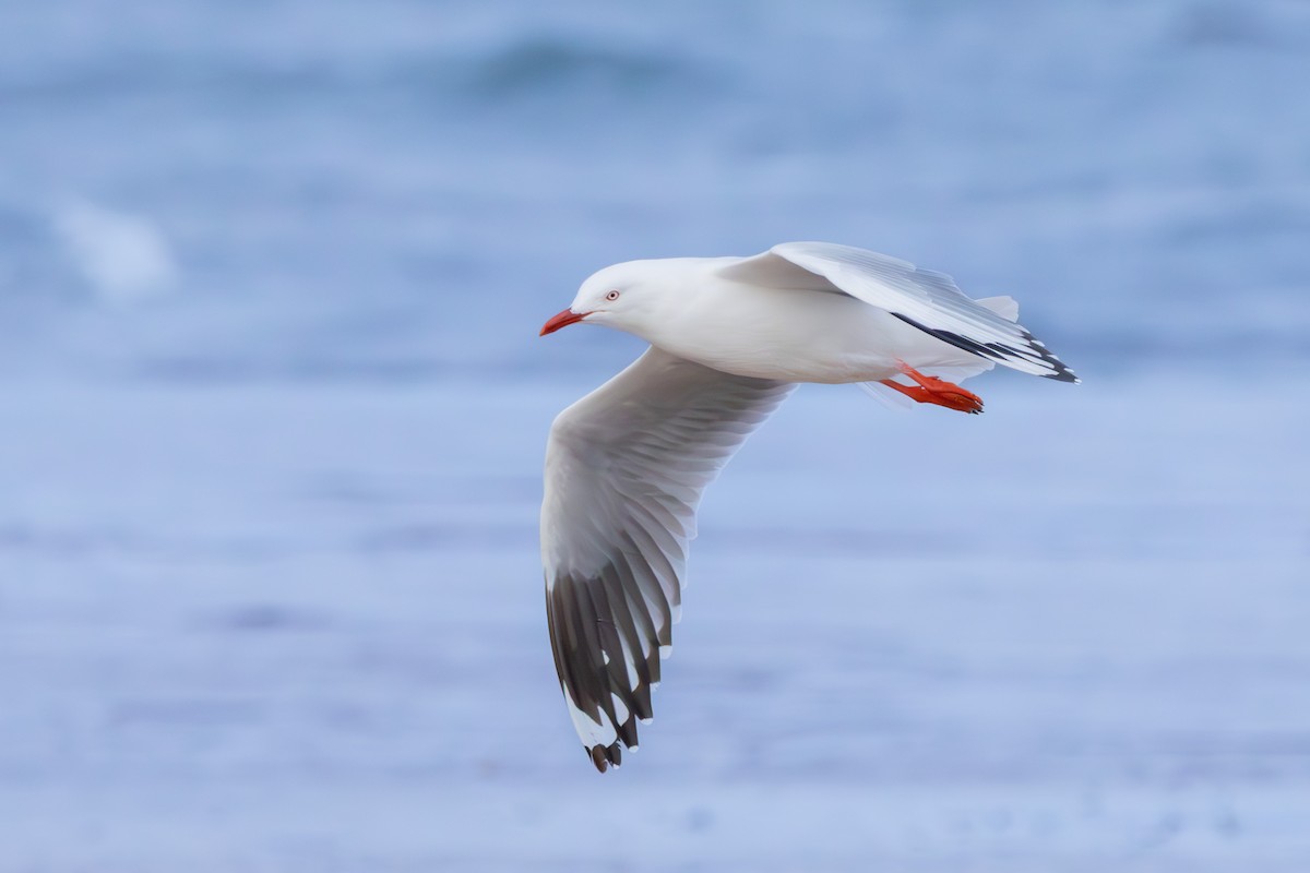 Silver Gull - ML638630476