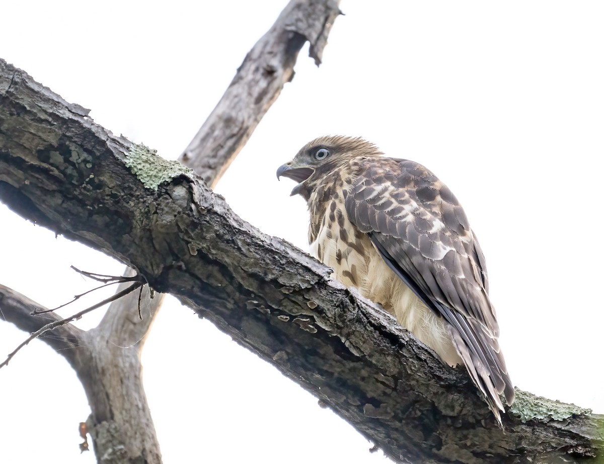 Red-shouldered Hawk - ML638630482