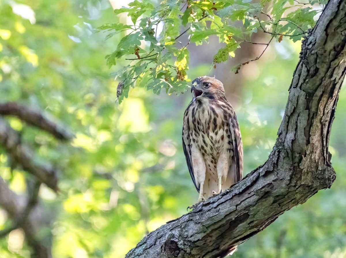 Red-shouldered Hawk - ML638630483