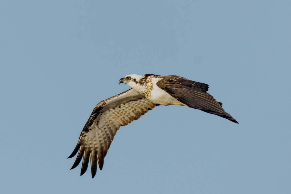 Osprey - ML638630487