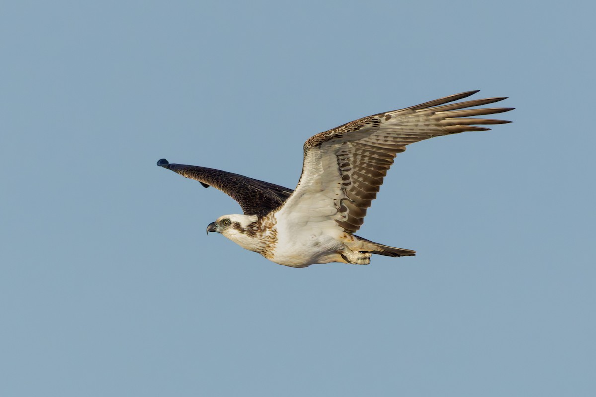 Osprey - ML638630488