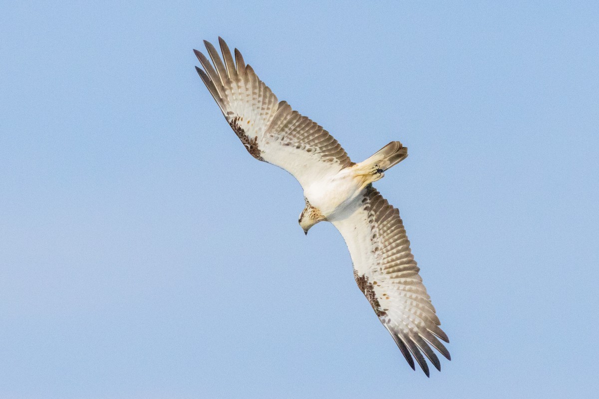 Osprey - ML638630519