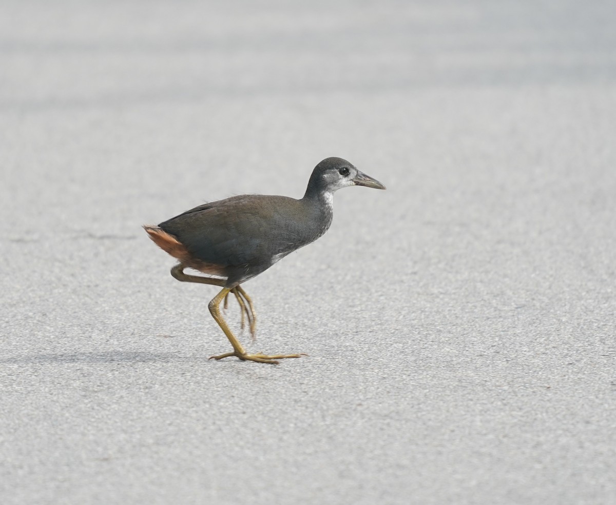 White-breasted Waterhen - ML638630565