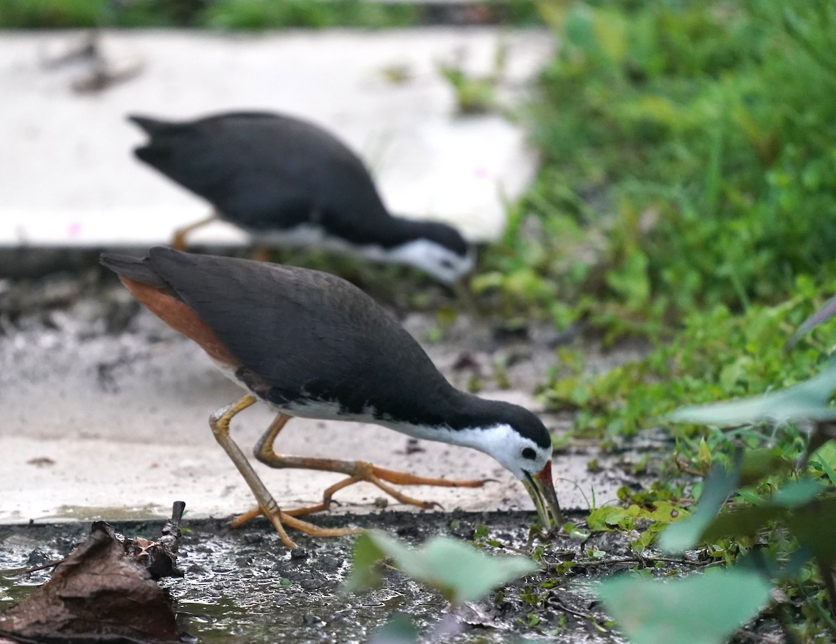 White-breasted Waterhen - ML638630566