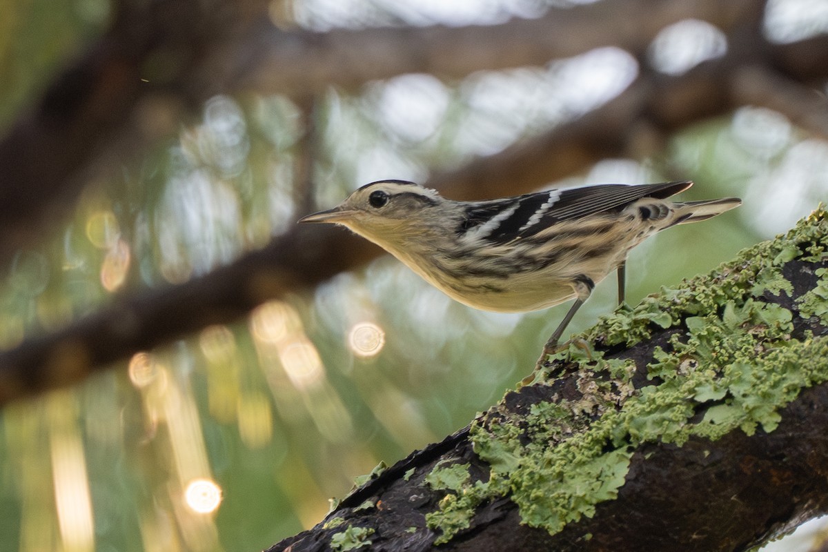 Black-and-white Warbler - ML638630571
