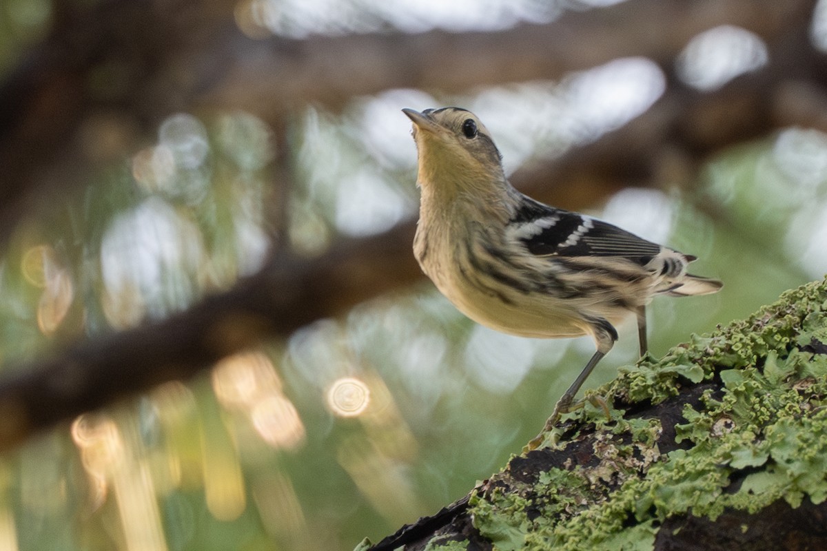 Black-and-white Warbler - ML638630572