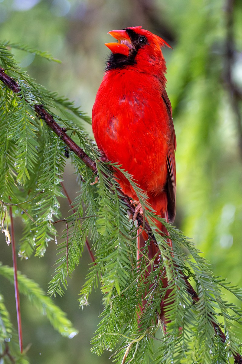 Northern Cardinal - ML638630577
