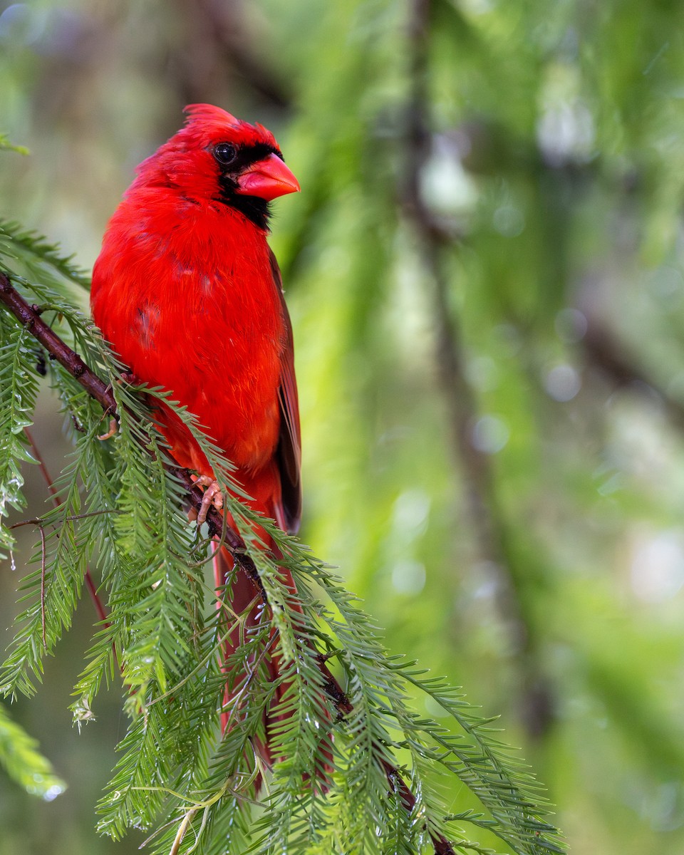 Northern Cardinal - ML638630578