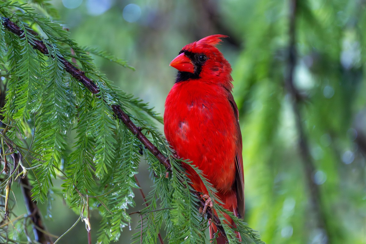 Northern Cardinal - ML638630579