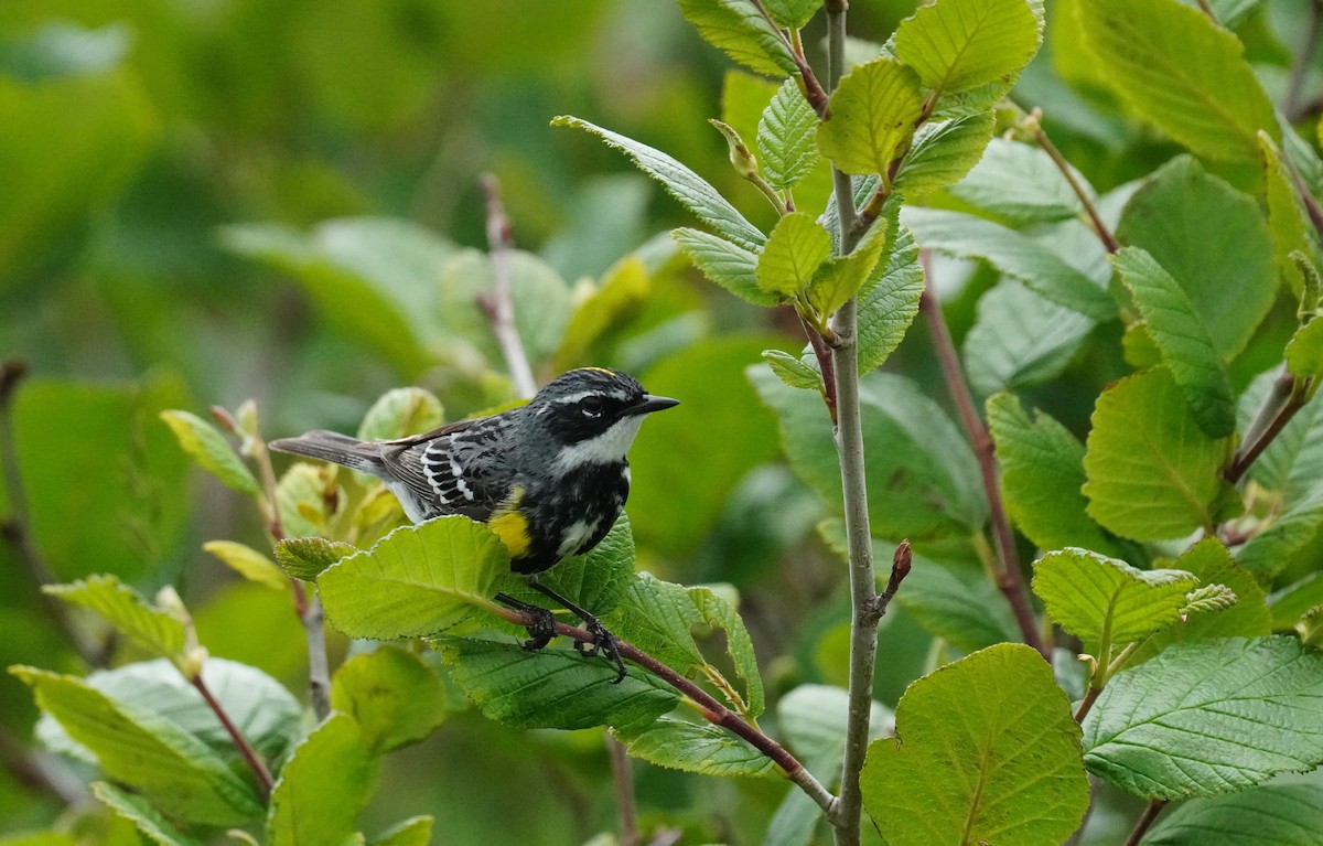 Yellow-rumped Warbler - ML638630588