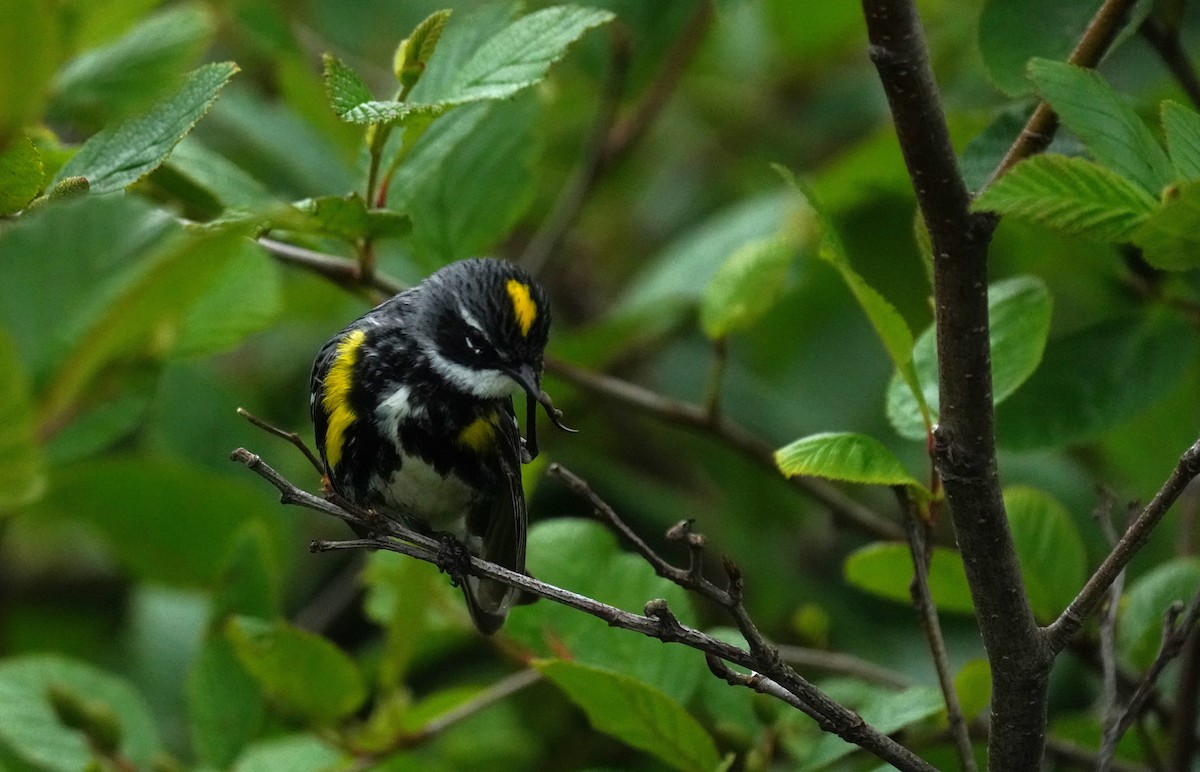 Yellow-rumped Warbler - ML638630589