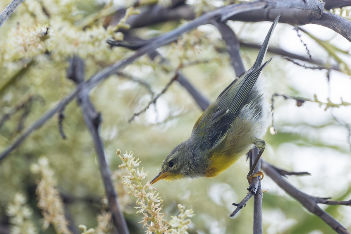 Northern Parula - ML638630590