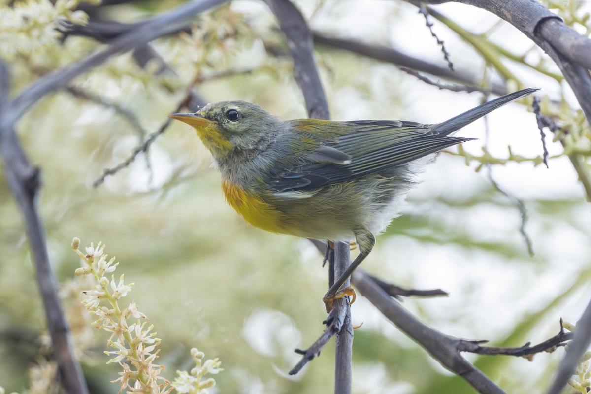 Northern Parula - ML638630592