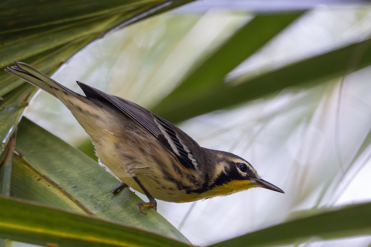 Yellow-throated Warbler - ML638630594