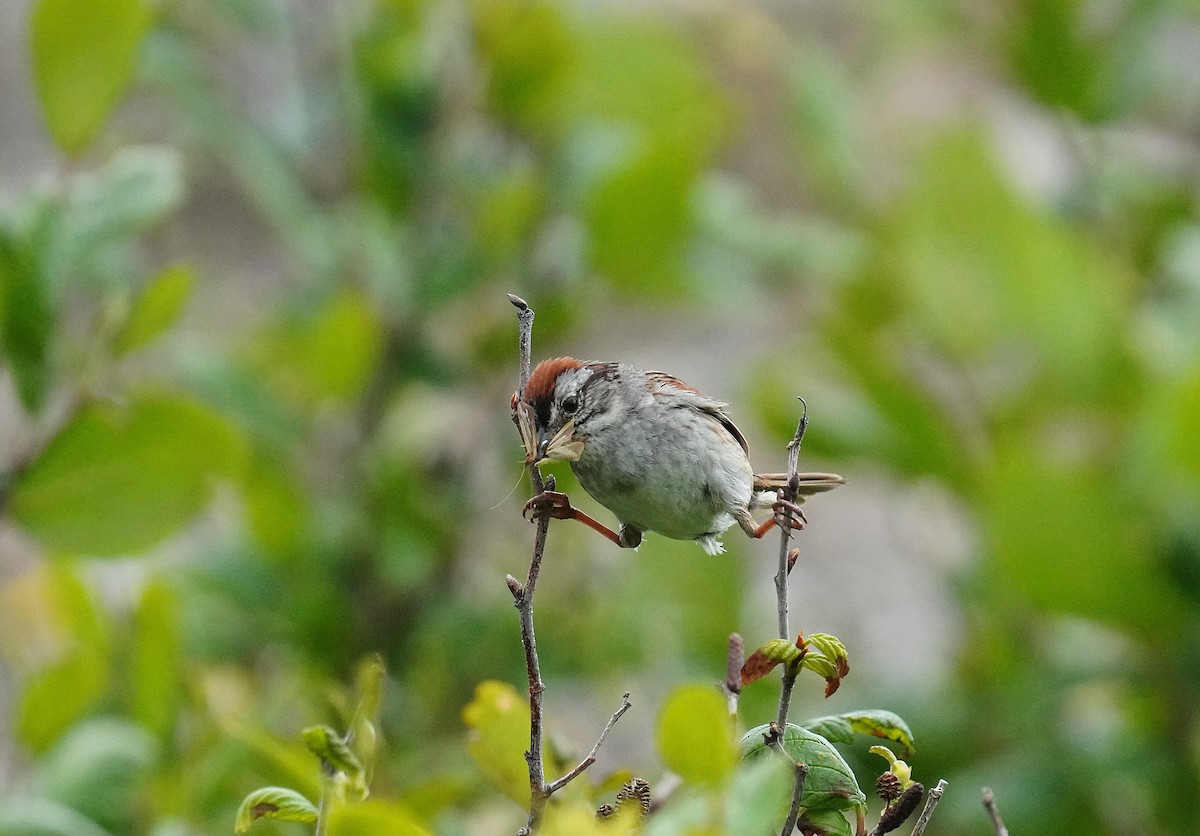 Swamp Sparrow - ML638630600