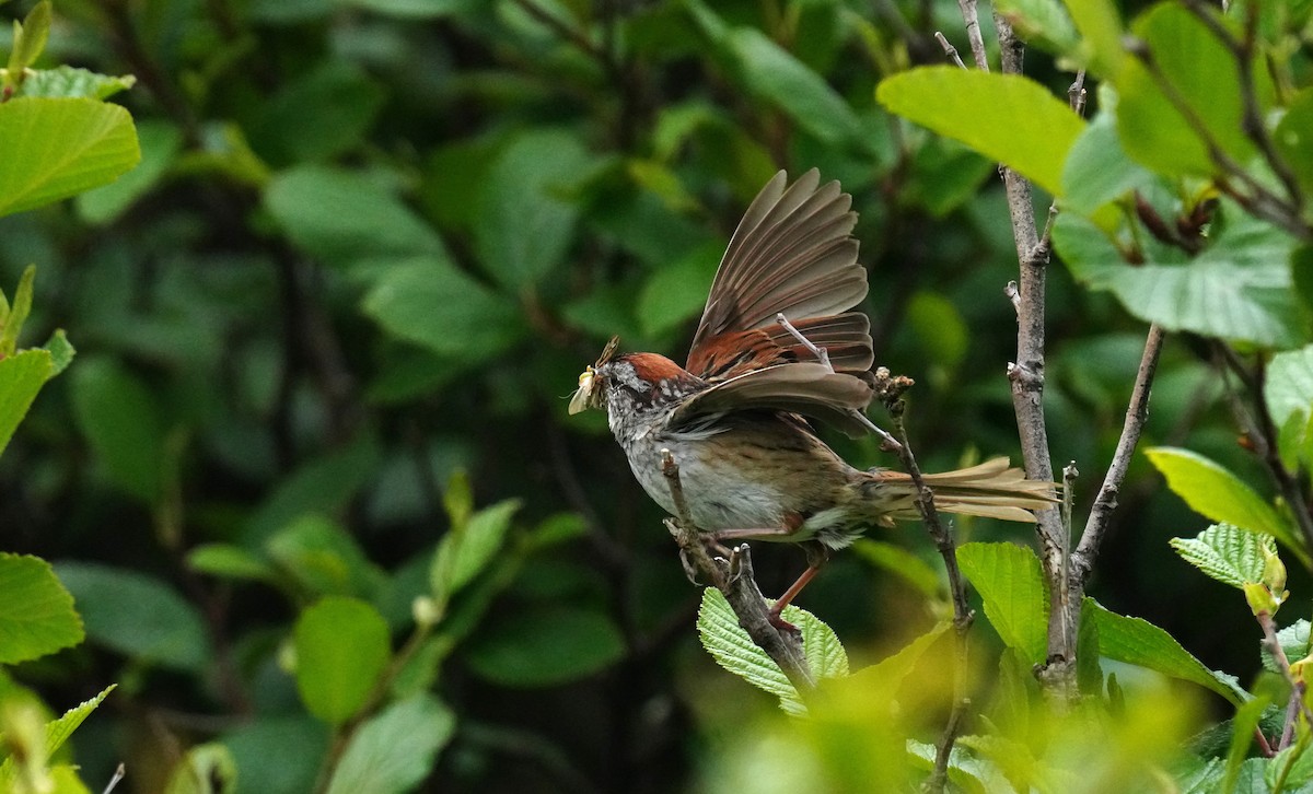 Swamp Sparrow - ML638630601