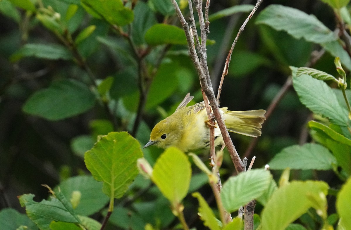Northern Yellow Warbler - ML638630606