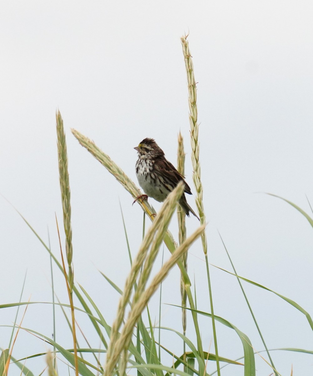 Savannah Sparrow - ML638630616