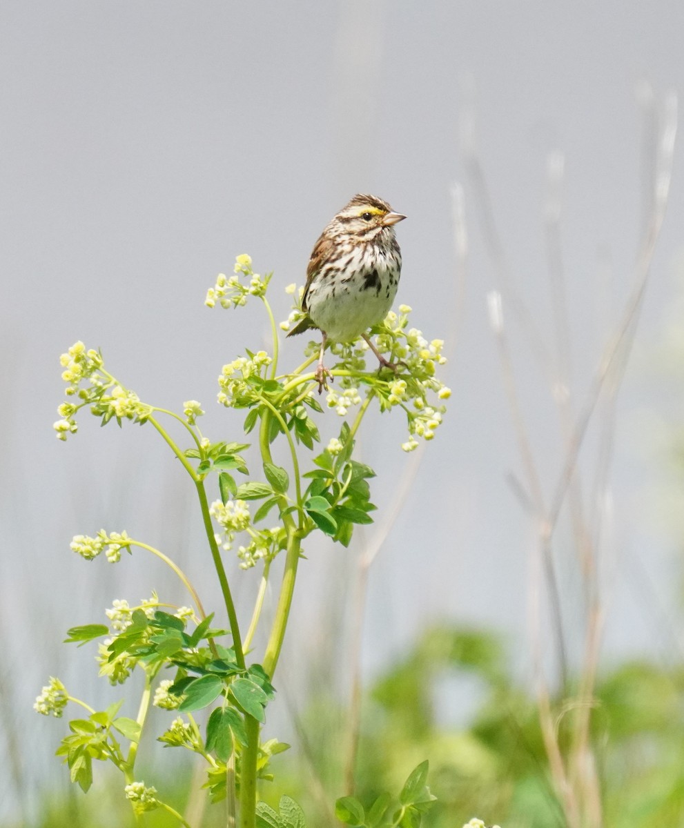 Savannah Sparrow - ML638630617