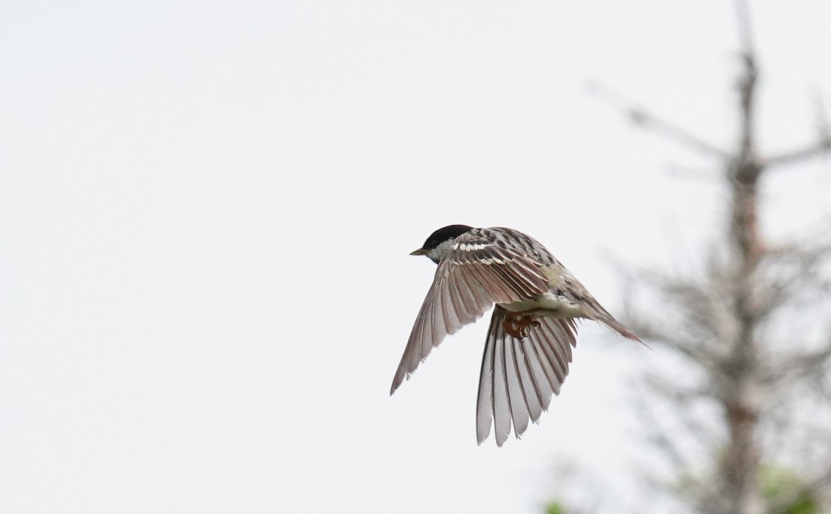 Blackpoll Warbler - ML638630635