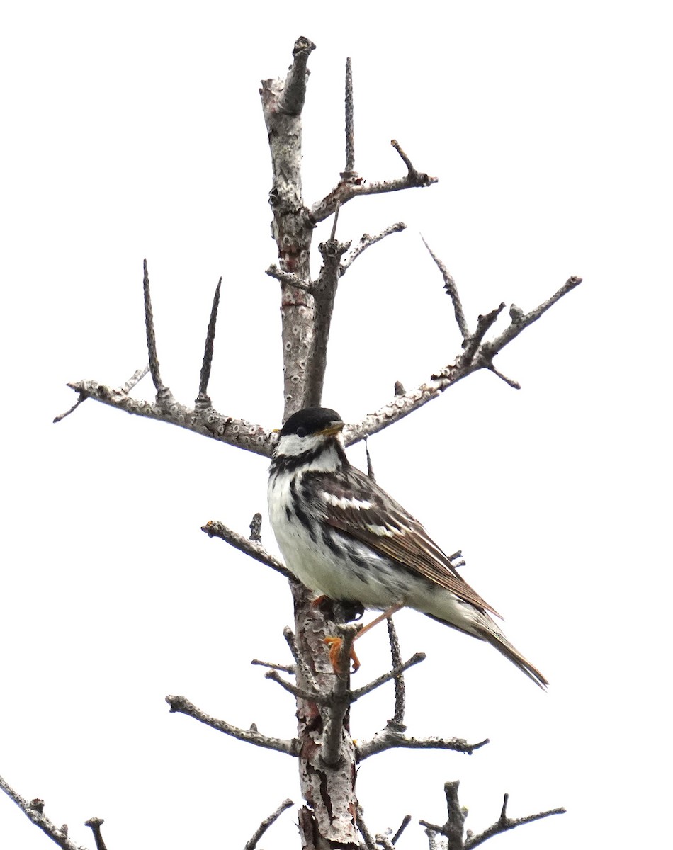 Blackpoll Warbler - ML638630636