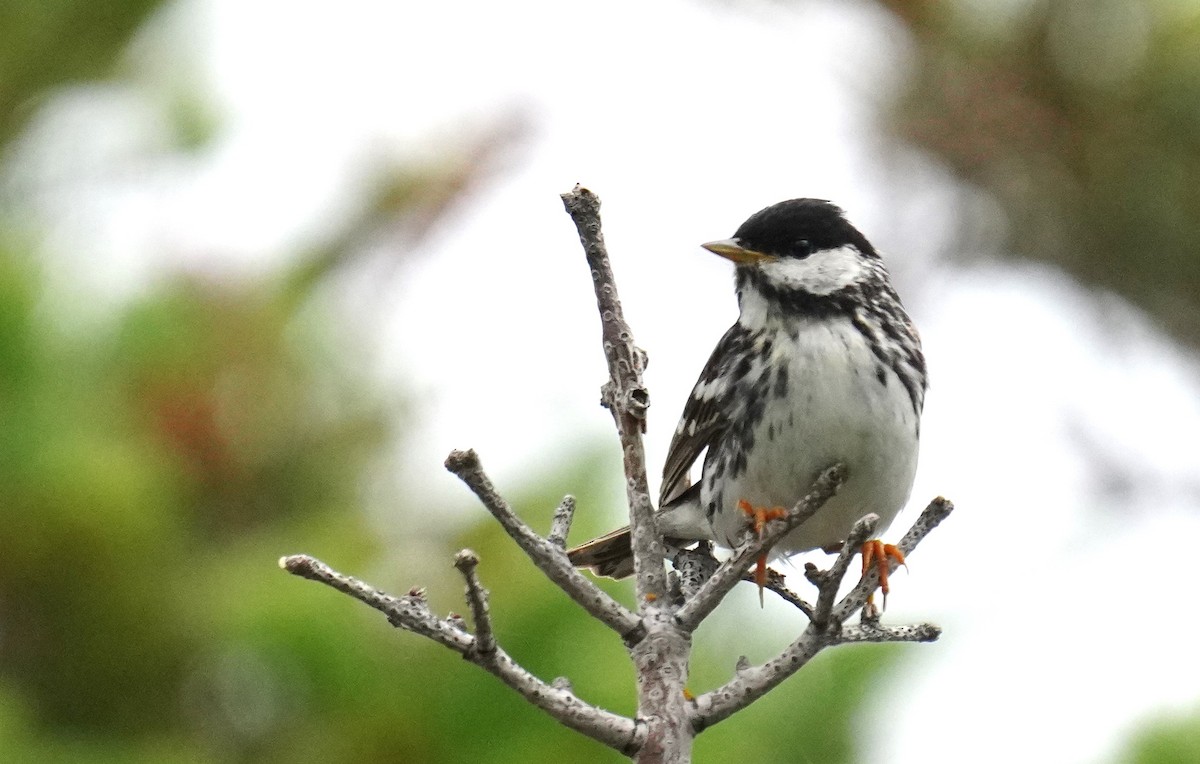 Blackpoll Warbler - ML638630637