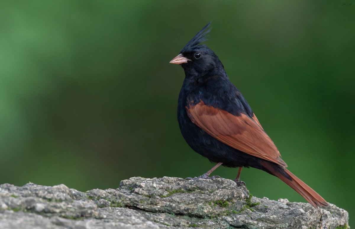 Crested Bunting - ML638630645