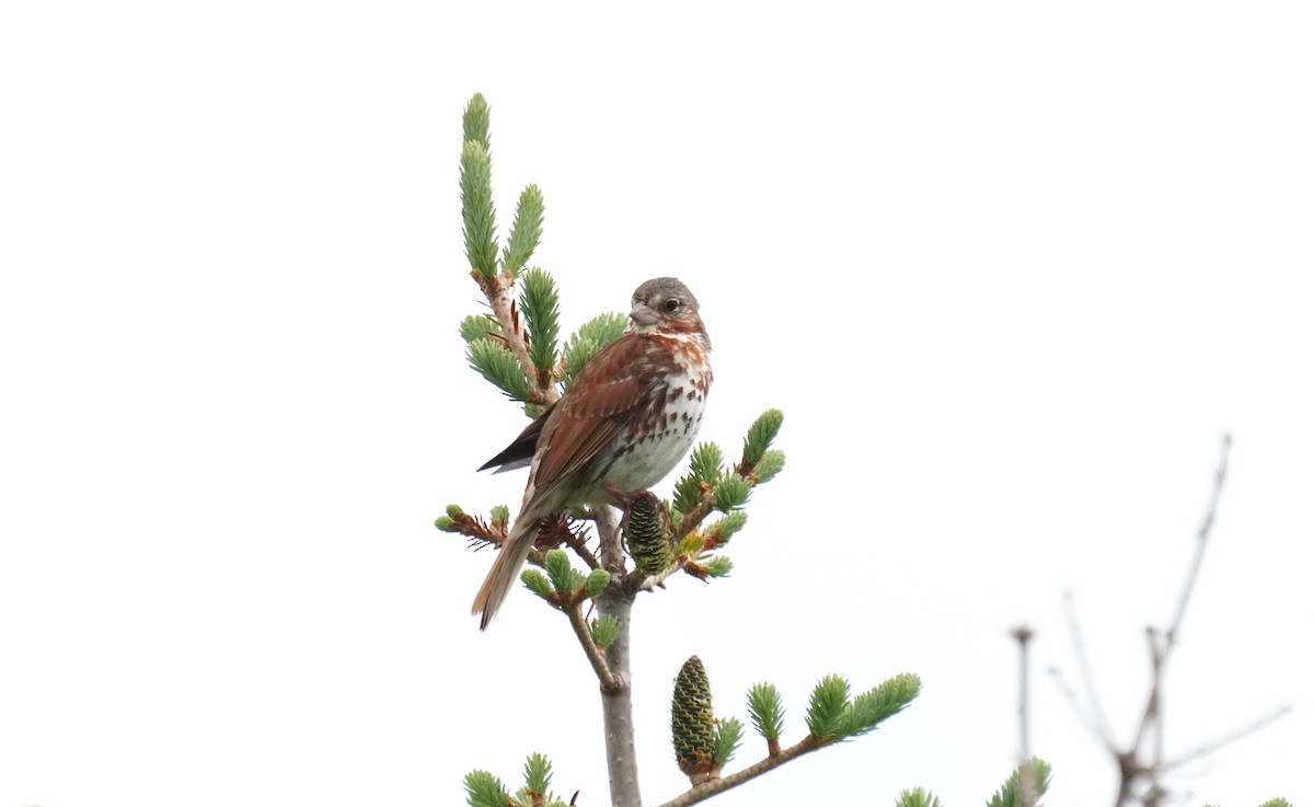 Fox Sparrow - ML638630648