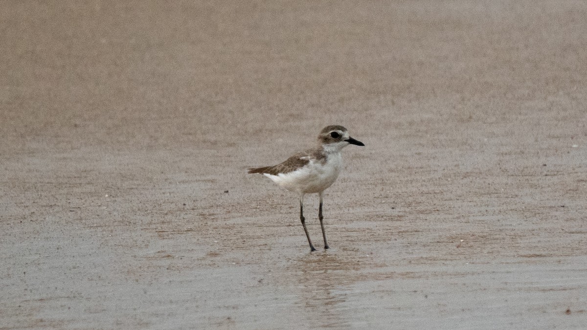 Tibetan Sand-Plover - ML638630670