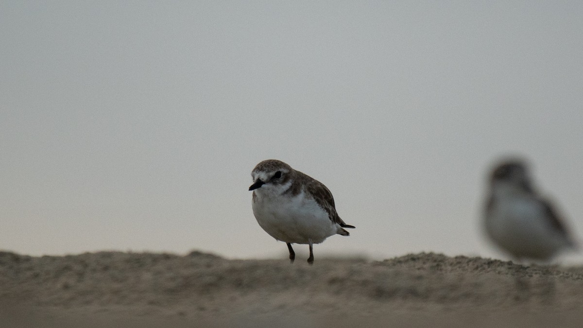 Tibetan Sand-Plover - ML638630672