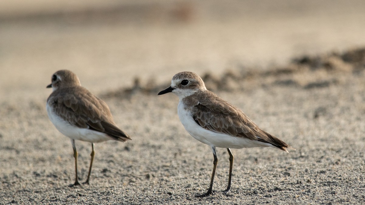 Tibetan Sand-Plover - ML638630673