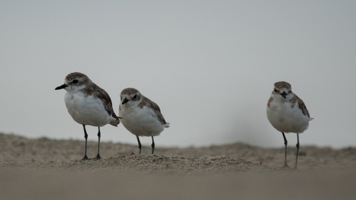 Tibetan Sand-Plover - ML638630676
