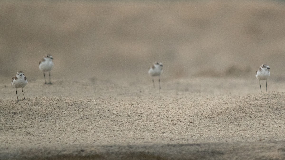 Tibetan Sand-Plover - ML638630677