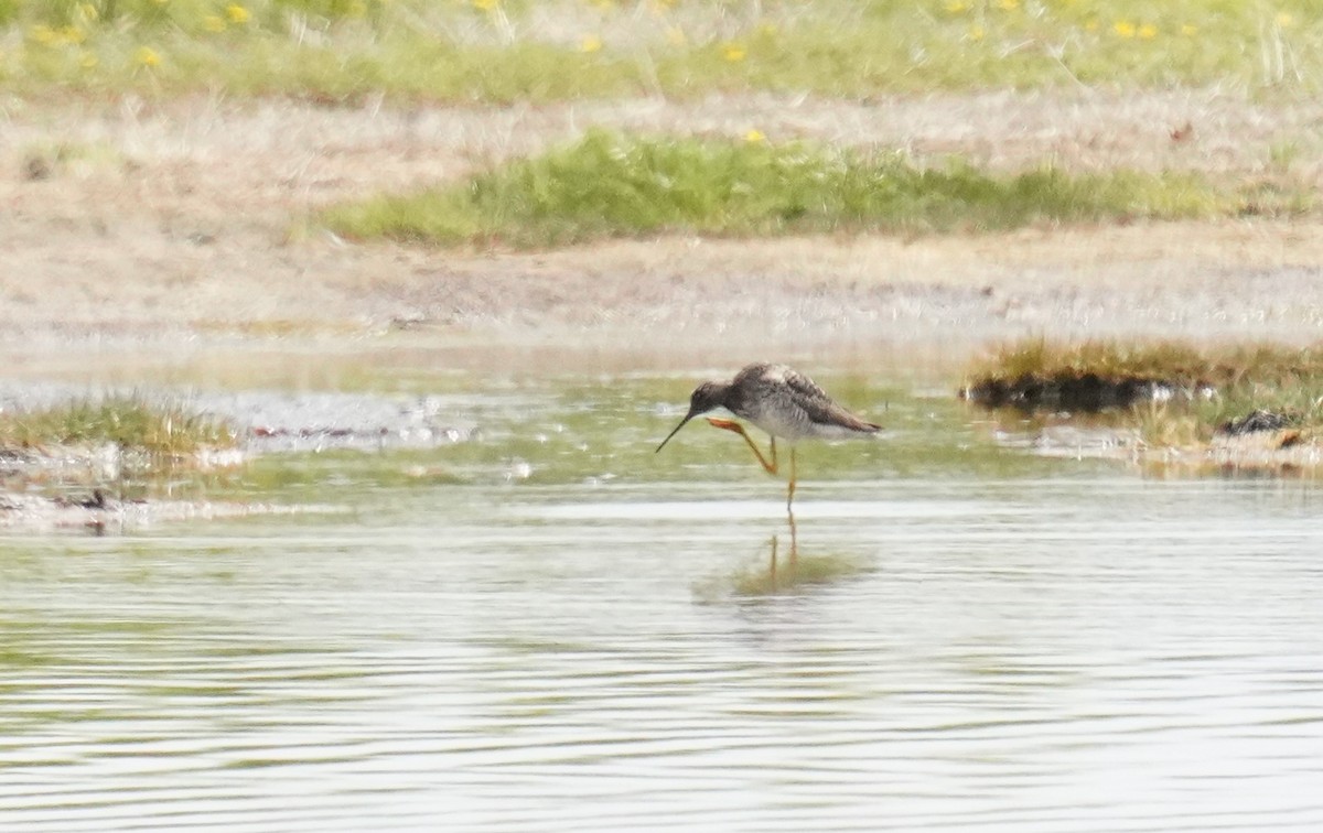 Greater Yellowlegs - ML638630679
