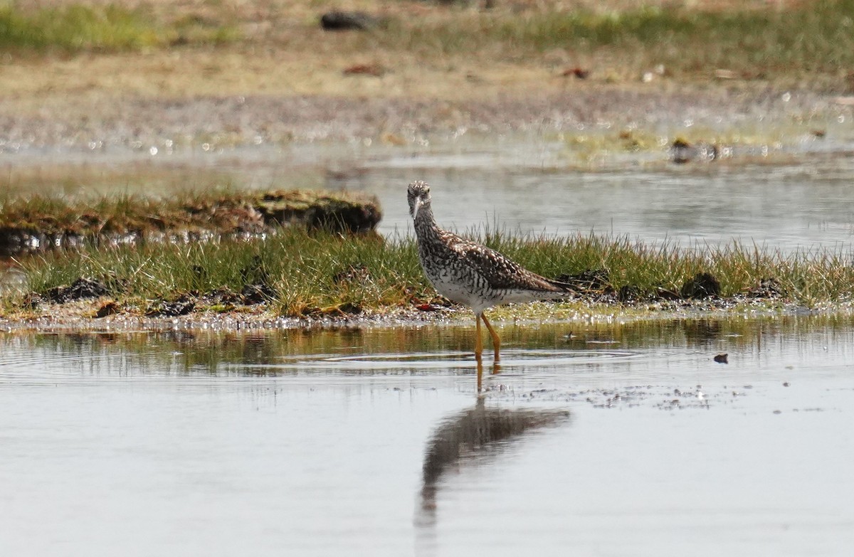 Greater Yellowlegs - ML638630680